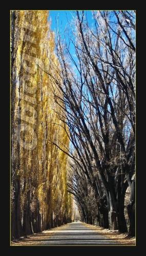 Arbres